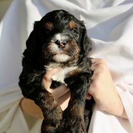 Bernedoodle Puppies from DoodlyDoodlyDoodles