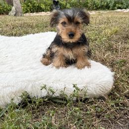 Milo 4.15 pounds - Black and tan male Yorkshire Terrier puppy in Naples, Florida from 🤎 Dreaming Puppies 🐶