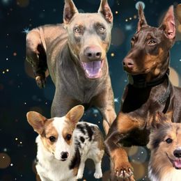 Doberman Pinschers and Pembroke Welsh Corgis from Corgi Dobie Co.