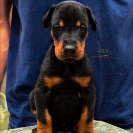 Kia - Black and rust female Doberman Pinscher puppy in China Township, Michigan from Snell's Superior Kennel Dobermann & GSP