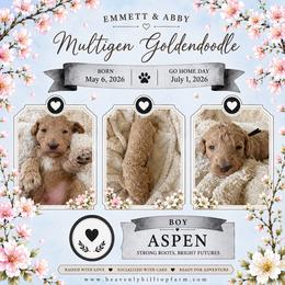 7. ASPEN - BLACK COLLAR BOY - Cream male Goldendoodle puppy in Charlo, Montana from Heavenly Hilltop Farm