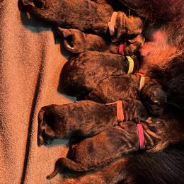 German Shepherd Puppies from FuryHaus German Shepherds