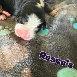 Resses - Tri-color female Bernese Mountain Dog puppy in Ramona, California from Buendias Ranch Saint Bernards & Bernese Mountain Dogs