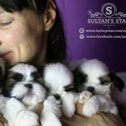 Poodles and Shih Tzus from Ganna Sultan