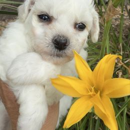 No color - White male Bichon Frise puppy in Lake Elsinore, California from Amber's Bichon Frise and Poodles