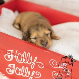 Shaded red dapple - Dapple male Dachshund puppy in Seminary, Mississippi from Down South Mavericks Dachshunds
