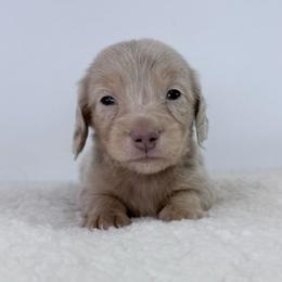 Zion - Dapple male Dachshund puppy in Sonora, California from HEFFERNAN HOUNDS