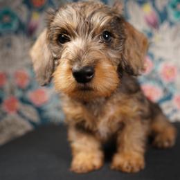 Dachshund Puppies from Shining A Lowriders & Co.