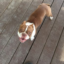 Ethel - Boston Terrier