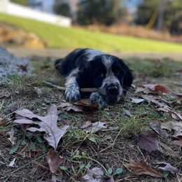 English Springer Spaniel Puppies from C & S Farms