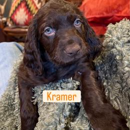 Kramer-Bakersfield, CA - Dark brown male Boykin Spaniel puppy in Bowling Green, Kentucky from Drakes Creek Boykins LLC