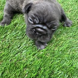 French Bulldog Puppies from jack & Ruby's Frenchies