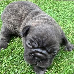 French Bulldog Puppies from jack & Ruby's Frenchies