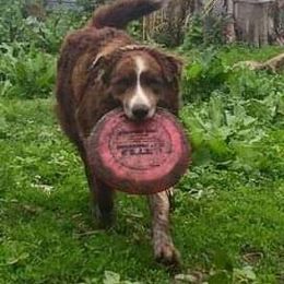 Turbo - Border Collie