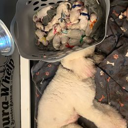 Girl 5 - Poodle puppy from Purley Poodles