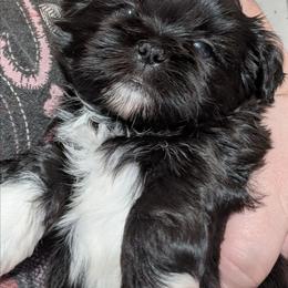 Tootsie Roll - Black and white female Shih Tzu puppy in Orange Park, Florida from Sweetz Kennelz