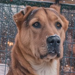 Abrielle (Fil) - Central Asian Shepherd Dog