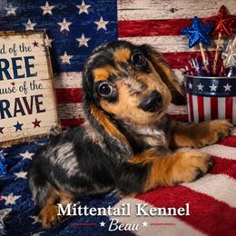 Beau - Dapple male Dachshund puppy in Hudson, Michigan from Mittentail Kennel Miniature Dachshunds & Australian Shepherds