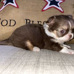 Bougie (Boo) - Chocolate and white male Chihuahua puppy in Harlan, Iowa from Home Grown Chihuahuas From Iowa