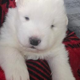 Red boy - White and biscuit male Samoyed puppy in Elwell, Michigan from Limelight Samoyeds