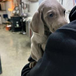 Smaller Silver girl - Silver gray female Weimaraner puppy in Lancaster, Kentucky from Heavy Hollow Farm