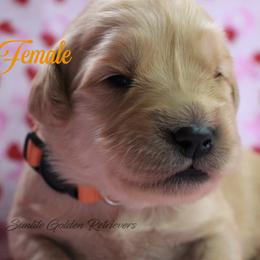 Orange collar girl - Golden female Golden Retriever puppy in Otis Orchards, Washington from Sunlite Golden Retrievers