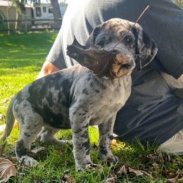 Great Dane Puppies from BkB’s House of Danes