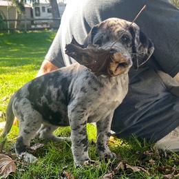 Great Dane Puppies from BkB’s House of Danes