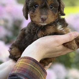 FiFi - Chocolate Cavapoo puppy in Yacolt, Washington from Olga's Cavapoo