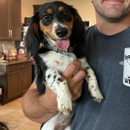 Pepper - Dachshund