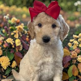 Faith - Cream female Goldendoodle puppy in Prosperity, Pennsylvania from Stelladoodles & Company