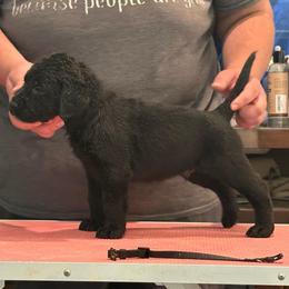 Black male - Black male Labrador Retriever puppy in Menifee, California from The Golden Leash Kennels