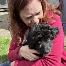 Aussiedoodles from Feather Valley Farm