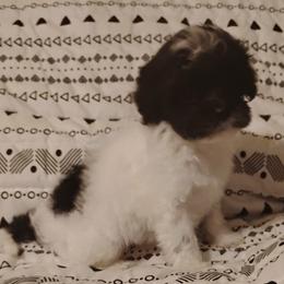 Everest - Black & white male Maltipoo puppy in Salisbury, North Carolina from Carolina Canines