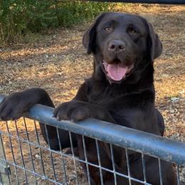 Sierra - Labrador Retriever