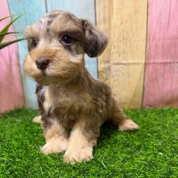 Hazel - Liver female Miniature Schnauzer puppy in Lufkin, Texas from C&K’s Schnauzer House