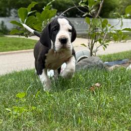 Rhingo - Mantle male Great Dane puppy in Cadillac, Michigan from Garrow Danes House of Blues