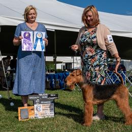 Airedale Terriers from Donpanaire Airedales
