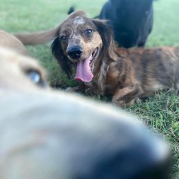Wallen - Dachshund