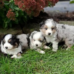 Miniature American Shepherd Puppies from Sherwood Miniature American Shepherds