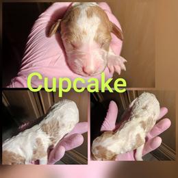 Cupcake - Parti female Poodle puppy in Lancaster, California from Heavenly poodle and doodle