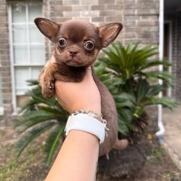 Maple - 4,820 - Chocolate and tan female Chihuahua puppy in Houston, Texas from The Chihuahua Haus