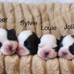 Shichon and Shih Tzu Puppies from Manor Hills Shih Tzus