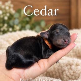 Cedar - Cream male Dachshund puppy in Rogue River, Oregon from Bear Feet Dachshunds