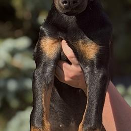 Crispy - Black and rust female Doberman Pinscher puppy in Croswell, Michigan from Exceptional Dobermans