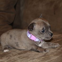Countess - Merle female Chihuahua puppy in Willamina, Oregon from Cherished Chihuahuas