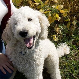 Ollie - Labradoodle