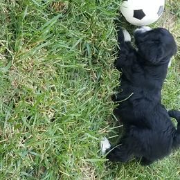 Aussiedoodle and Miniature American Shepherd Puppies from Rosewood Companions