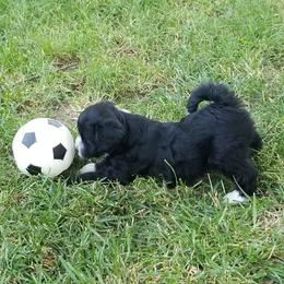 Aussiedoodle and Miniature American Shepherd Puppies from Rosewood Companions