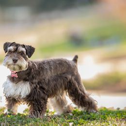 Miniature Schnauzers from Quality Schnauzer